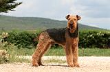 AIREDALE TERRIER 356